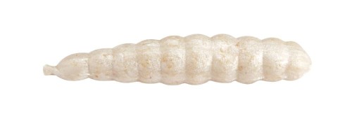 krokodyl1-615896